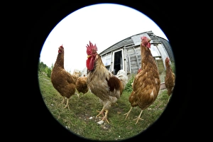 Domestic Chickens Drucke: Chickens
