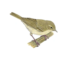 Chiffchaff Bird Drucke: Chiffchaff, artwork C016 / 3250