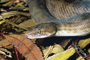Australian Snakes Drucke: Childrens python