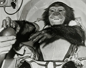 Manned Spaceflight Programme Drucke: Chimp Ham after Mercury MR2 flight