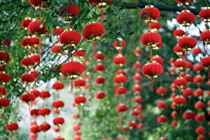 Drucke von Chinesische Dekorationen hängend von einem Baum fotografiert im China Bilder Datiert 2008 Juli: Chinesische Dekorationen