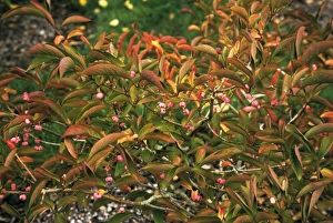 Ornamental Shrub Photos Drucke: Chinese spindle tree Winter Glory