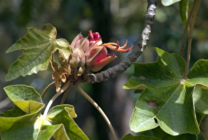 Exotic Plant Species Drucke: Chiranthodendron pentadactylon