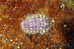 Marine Invertebrates Drucke: Chiton shell