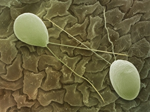 Bilder, datiert 2001: Chlamydomonas sp.-Algen, SEM