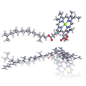 Drucke von Chlorophyll A, molekular Modell. Dies ist die Molekül verwendet von Pflanzen um Energie aus Sonnenlicht aufzunehmen Bilder Datiert 2007 Februar: Klorgamma-Molekül