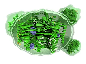 DNA Drucke: Zellkernstruktur, Kunstwerk