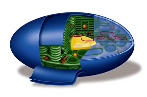 Photosynthesis Process Drucke: Chloroplast structures, artwork