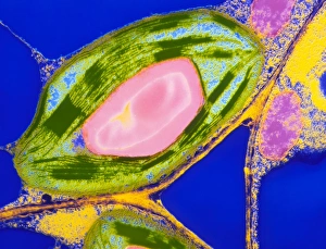 Transmission Electron Micrograph Drucke: Chloroplasts from leaf of Coleus