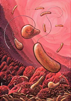 Drucke von Cholerrakrobionten. Kunstwerk des Vibrio-choleren Bakteriums im kleinen Darm Bilder Datiert 2009 November: Cholerabakterien Kunstwerk