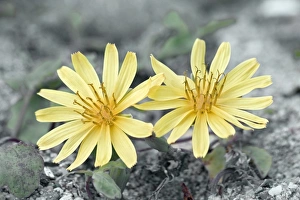 Exotic Plant Photography Drucke: Chorisis repens