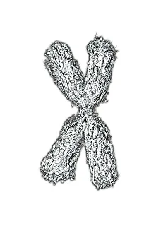 DNA Drucke: Chromosome