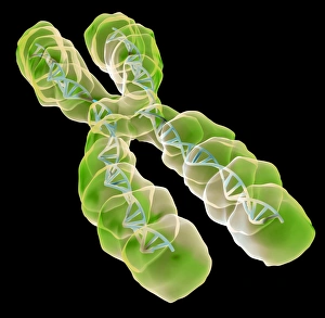 Chromosome Structure Drucke: Chromosome, artwork
