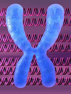 Deoxyribonucleic Acid Drucke: Chromosome and DNA molecules