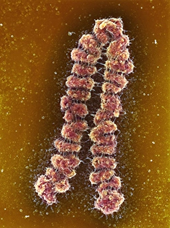 Gerahmter Druck : Zygoten, SEM Gerahmter Druck : Zygoten, SEM