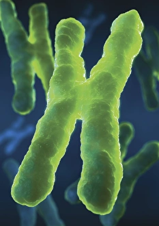 Deoxyribonucleic Acid Drucke: Chromosomes, artwork
