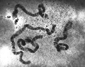 Chromosome Structure Drucke: Chromosomes, light micrograph C016 / 6354