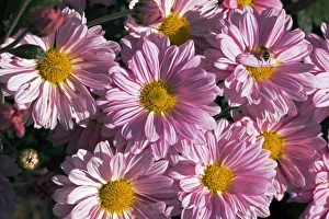 Perennial Blooms Drucke: Chrysanthemum sp