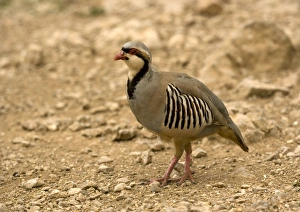 Greek Nature Reserve Drucke: Chukar
