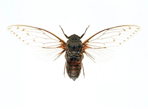 Bilder Datiert 12. Februar 2003: Cicada