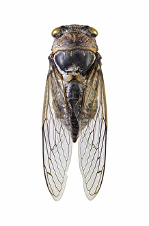 University Of Valencia Specimens Drucke: Cicada C016 / 2187