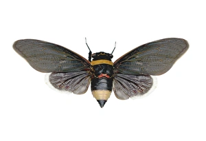 Insect Close Up Photos Drucke: Cicada C016 / 2251