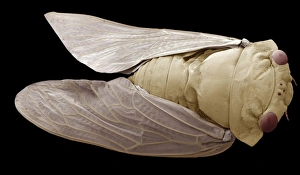 Scanning Electron Microscope Images Of Insects Drucke: Cicada, SEM