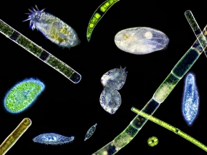 Drucke von Protozoen mit Zilien. Lichtmikroskopische Abbildung einer gemischten Bevölkerung von F freshwasser- Protozoen und Algen . Die Algen sind die grünen Filamente, die das Feld überqueren Bilder Datiert 2007 Februar: Zilien Protozoen, Lichtmikroskop