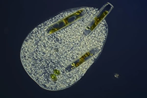 Bilder Datiert 8. März 2013: Zahnlose Protozoan, das Algen isst
