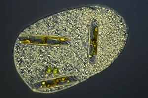 Bilder Datiert 8. März 2013: Zahnlose Protozoan, Lichtmikroskop