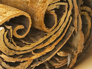 Herbal Remedies Pictures Drucke: Cinnamon, SEM