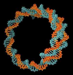 Deoxyribonucleic Acid Drucke: Circular DNA molecule, artwork