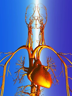 Human Circulatory System Illustration Drucke: Circulatory system