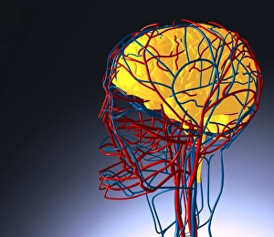 Circulatory System Drucke: Circulatory system and brain, artwork