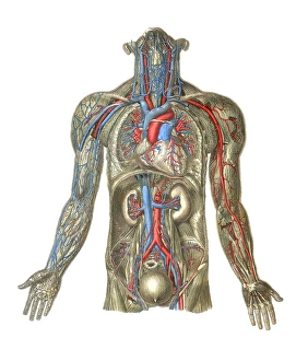 Human Body Circulatory System Drucke: Circulatory system, artwork