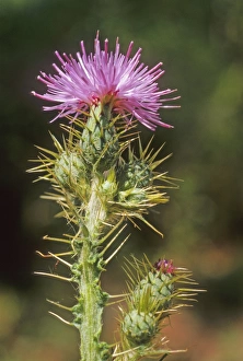 Mediterranean Botanicals Drucke: Cirsium creticum
