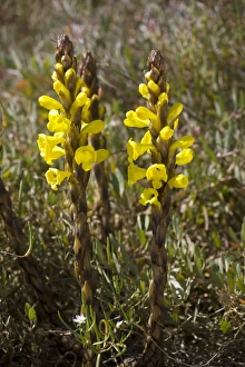 Mediterranean Flora Drucke: Cistanche phelypaea