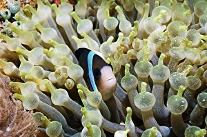 Philippine Marine Life Drucke: Clarkes anemonefish