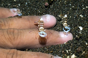Cleaner Shrimp Drucke: Cleaner shrimp