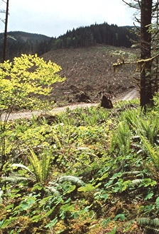 Sustainable Forestry Practices Drucke: Clear-cut forestry