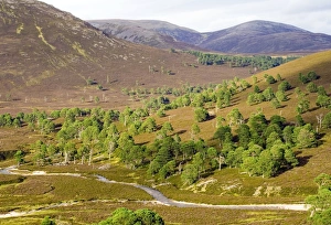 Pinus Sylvestris Habitat Drucke: Cleared scots pine forest