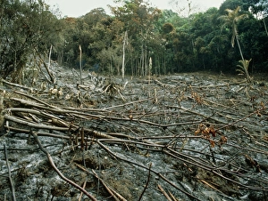 Environmental Degradation Images Drucke: Clearing of the rainforest (deforestation)
