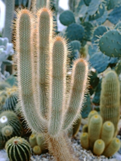 Columnar Cactus Species Drucke: Cleistocactus cactus