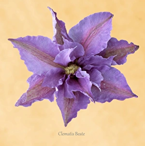 Perennial Garden Plants Drucke: Clematis Beate