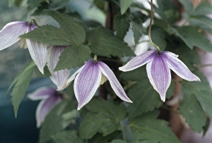 Exotic Flower Photography Drucke: Clematis Blue Eclipse flowers