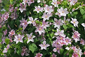 Clematis Flowers Drucke: Clematis Carloline