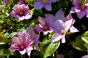 British Summer Flowers Drucke: Clematis Caroline