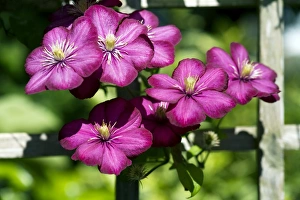 Clematis Flowers Drucke: Clematis (Clematis sp. )