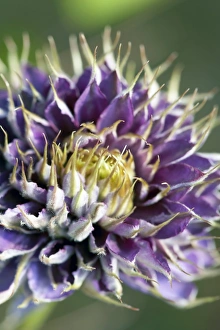 Large Flowering Plant Drucke: Clematis flower