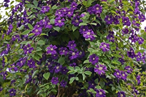 Garden Blooms Drucke: Clematis flowers
